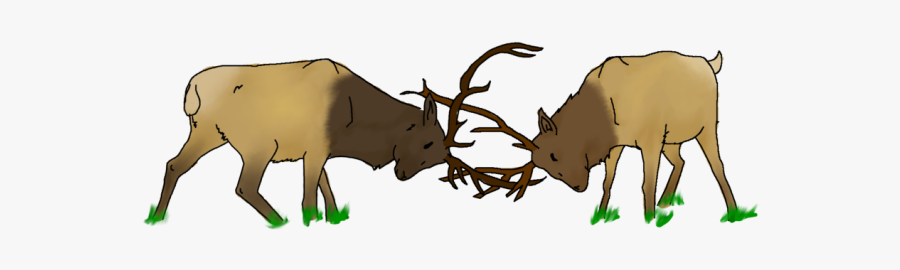 Two Elk Fighting Cartoon , Free Transparent Clipart.