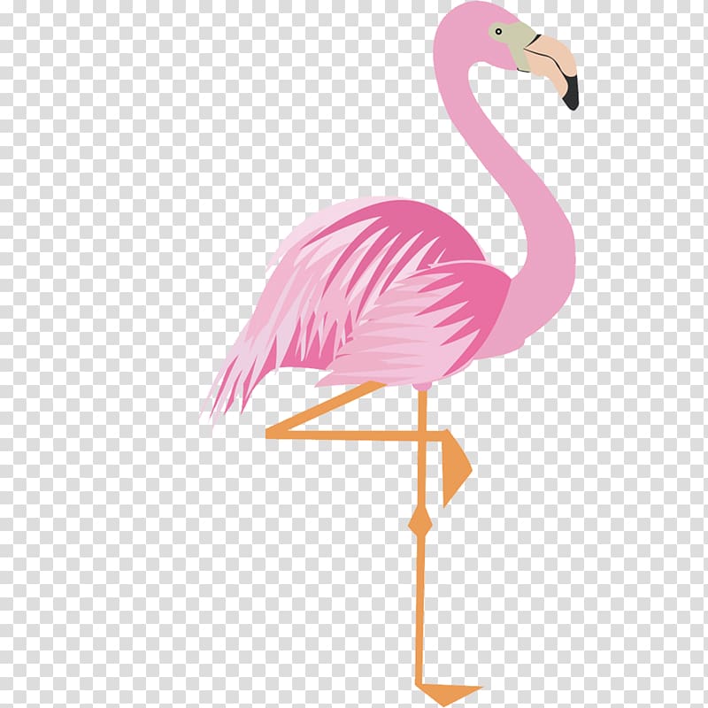 Pink flamingo, Greater flamingo Drawing Cartoon, Pink.