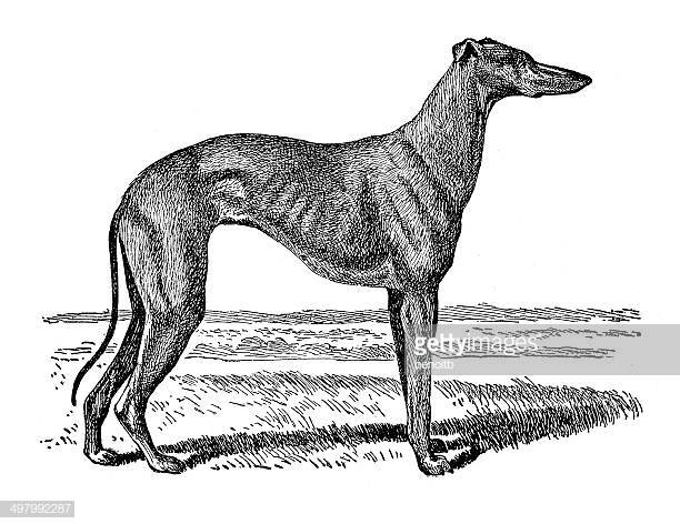 cartoon greyhound clipart 20 free Cliparts | Download images on