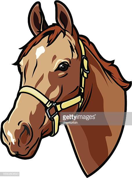 cartoon horse head clipart 20 free Cliparts | Download images on