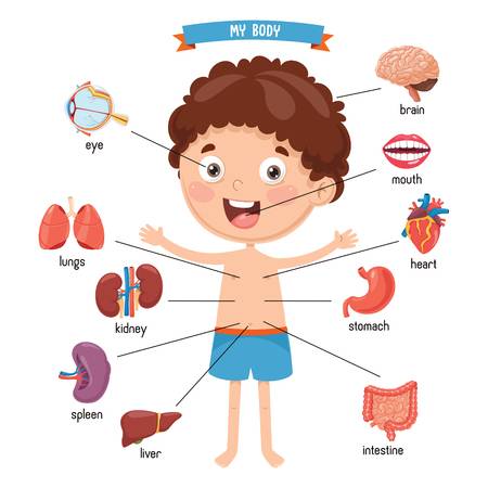 cartoon human body clipart 20 free Cliparts | Download images on ...