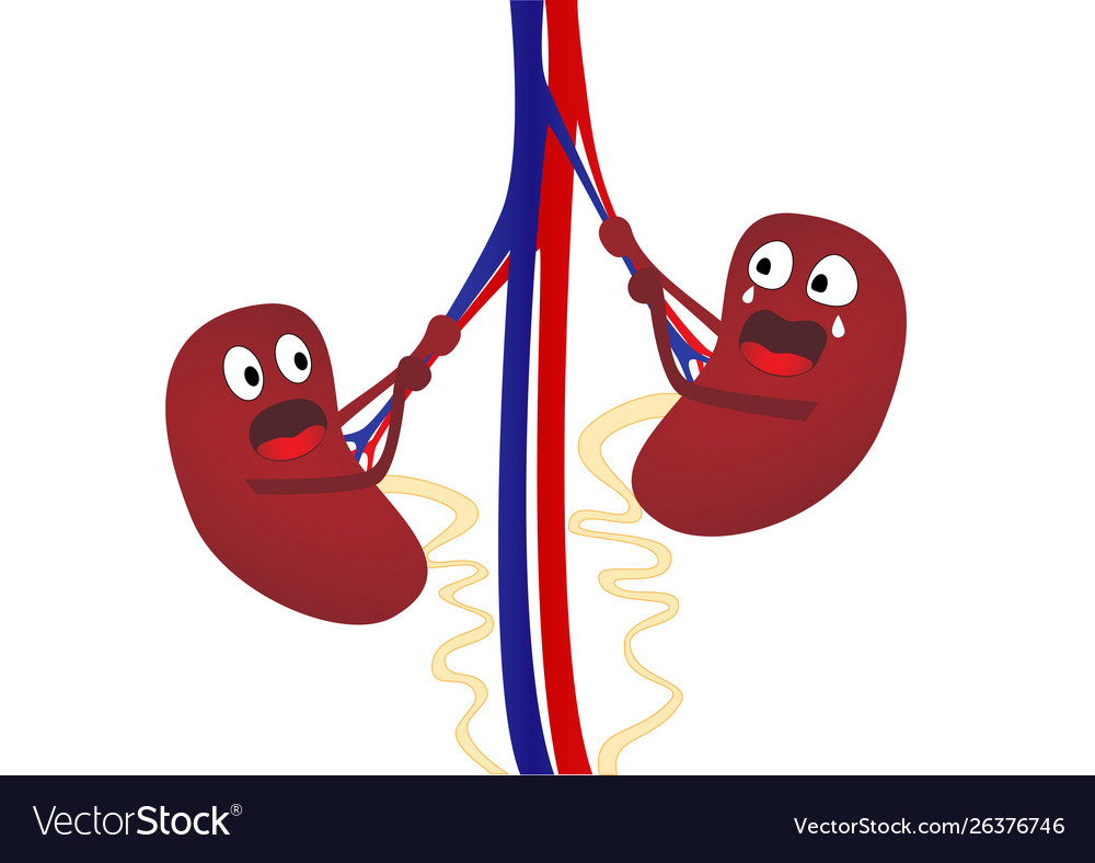 Kidney disease nephroptosis two cartoon kidneys.