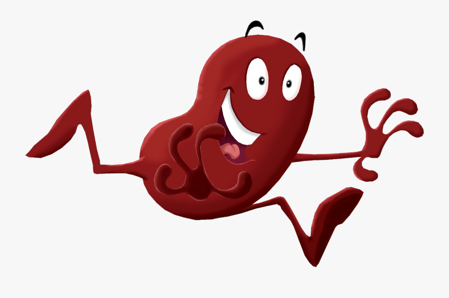 cartoon kidney clipart 10 free Cliparts | Download images on Clipground