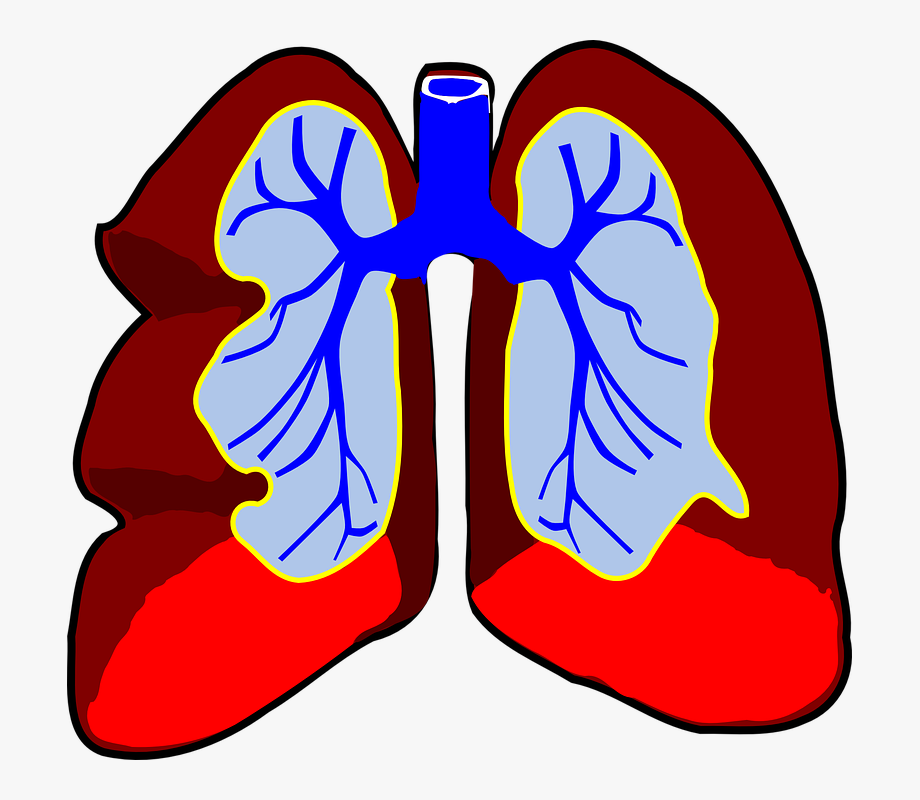 Lungs, Organ, Biology, Respiratory, System, Body, Air.