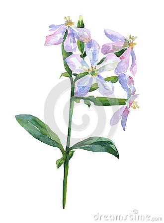 Caryophyllaceae Stock Illustrations, Vectors, & Clipart.