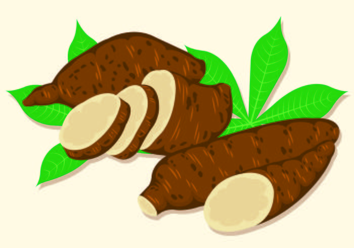 Vector Illustration Of Cassava.