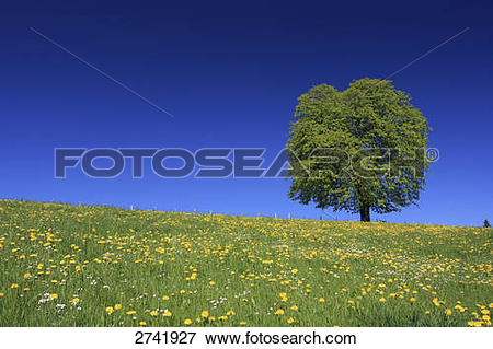 Picture of Dandelion flowers with chestnut tree in field, Castanea.