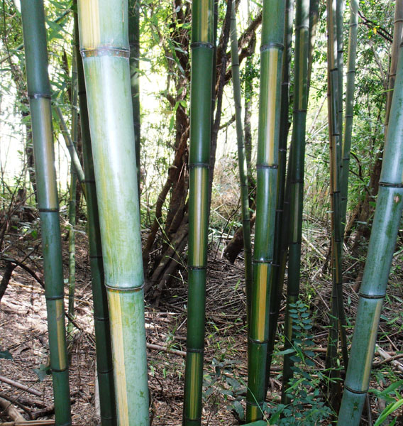 Bamboo Australia » Inverted castilloni's bamboo.
