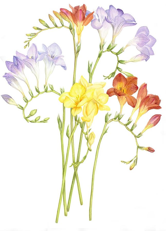 1000+ images about Botanical Illustration on Pinterest.