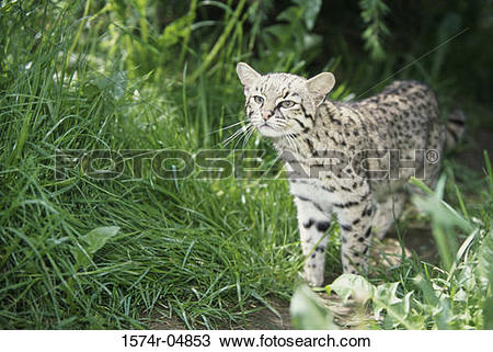 Stock Photo of Geoffroy's Cat in the grass (Oncifelis geoffroyi.