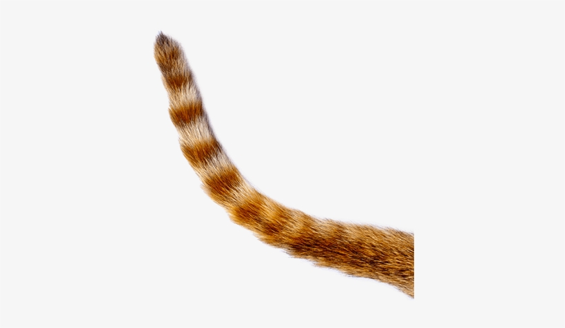 cat tail png 20 free Cliparts | Download images on Clipground 2021