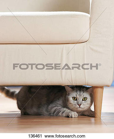 Stock Photography of behaviour : British Shorthair cat under chair.
