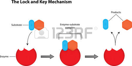 231 Catalyst Cliparts, Stock Vector And Royalty Free Catalyst.
