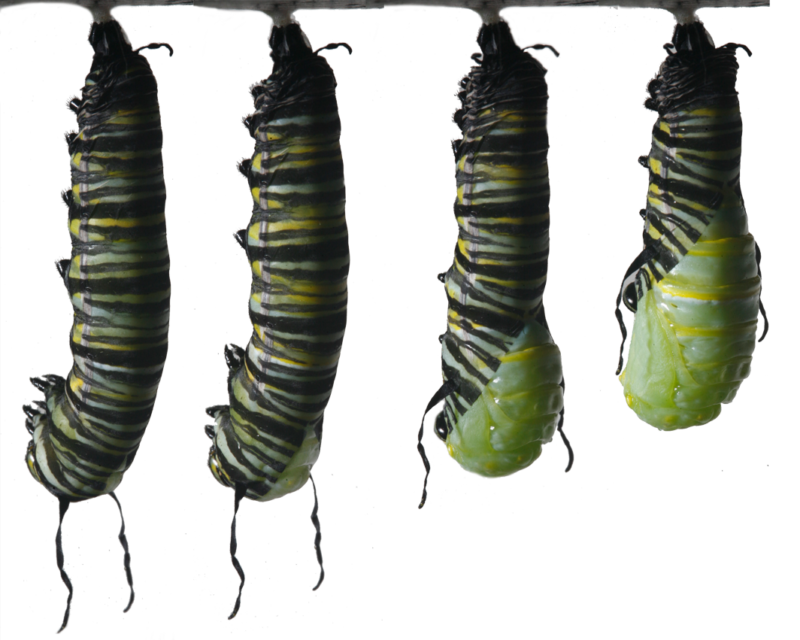 caterpillar cocoon clipart 20 free Cliparts | Download images on