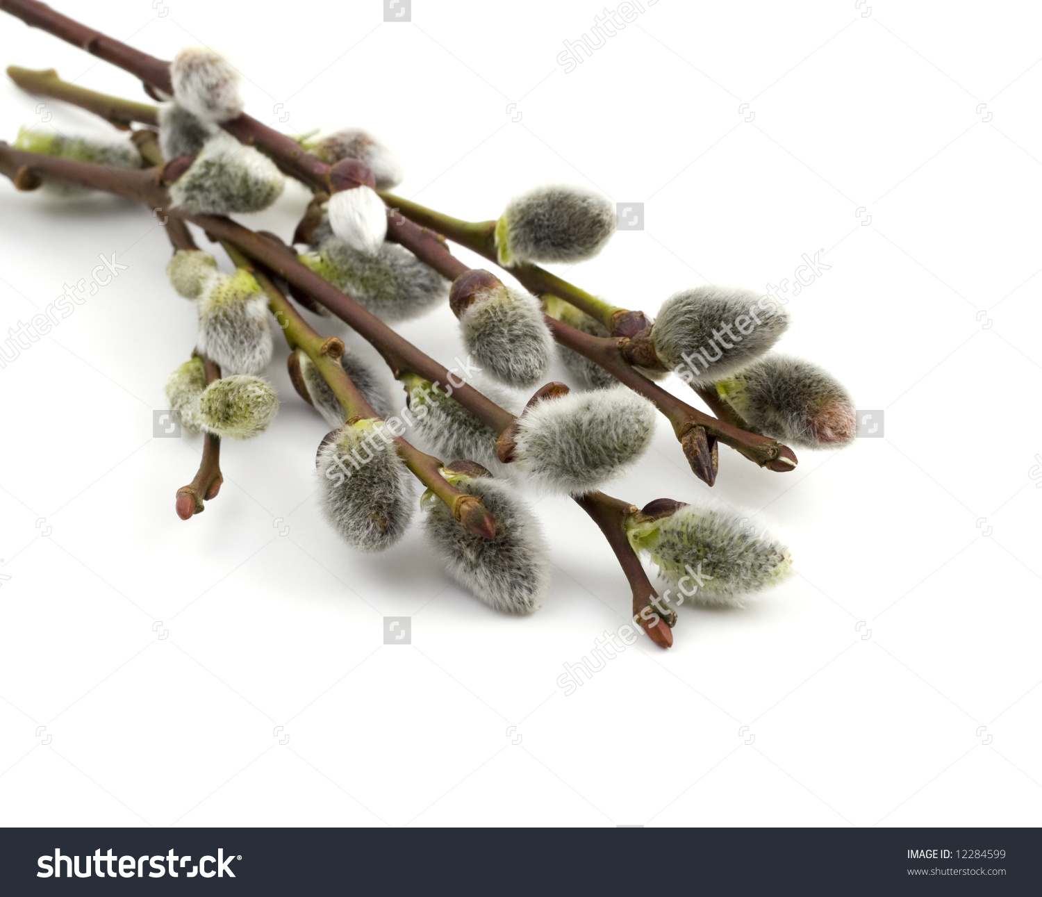 Willow Catkins; Early Spring Salix Flowers Over The White.