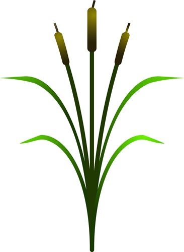 Cattail clipart 20 free Cliparts | Download images on Clipground 2024