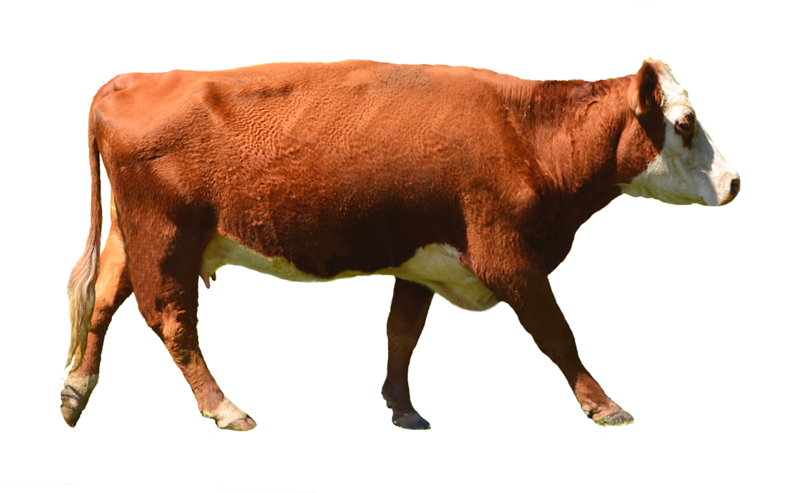 Brown Cow PNG Transparent Brown Cow.PNG Images..
