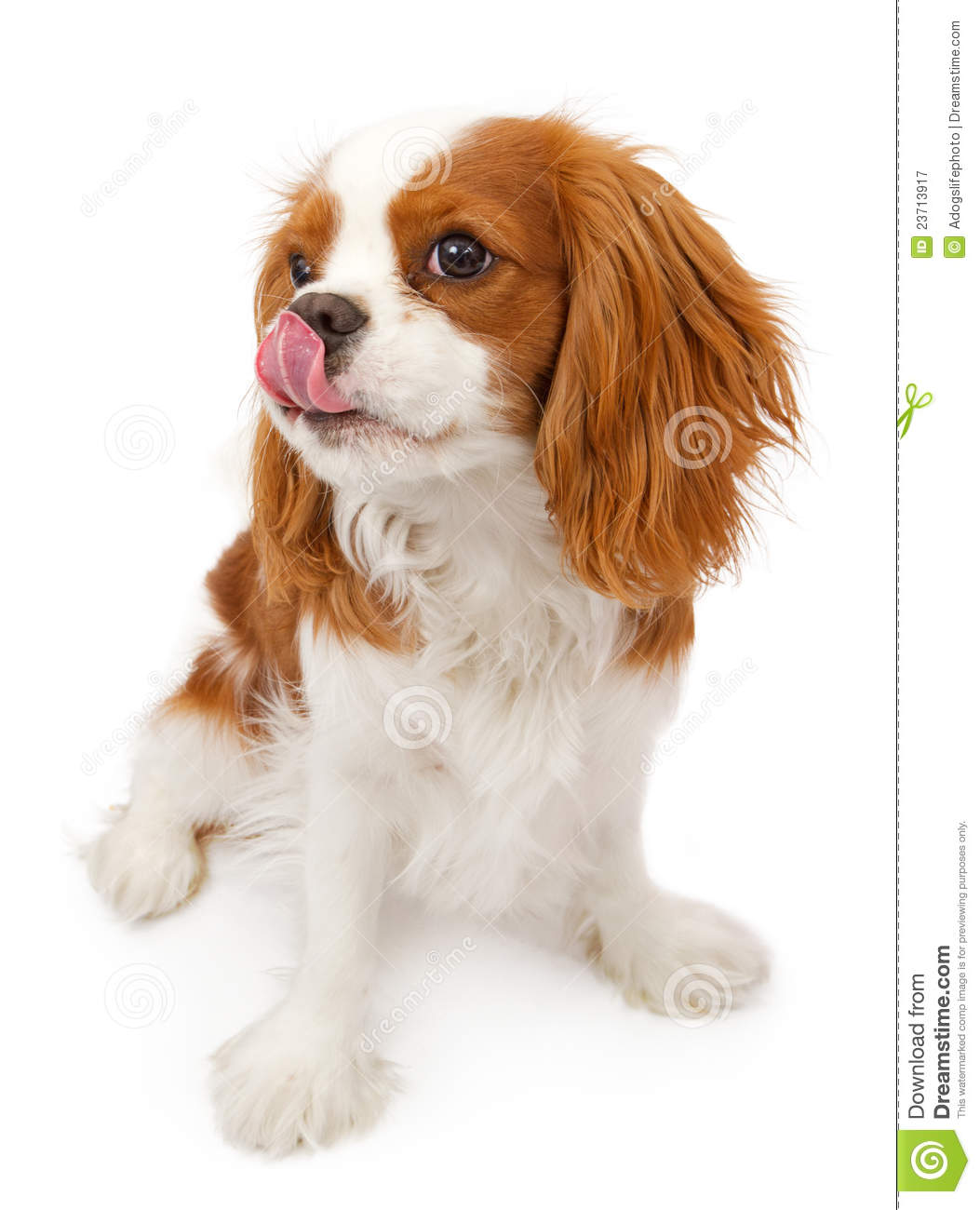 Cavalier king charles clipart.