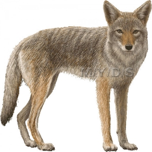 307 Coyote free clipart.