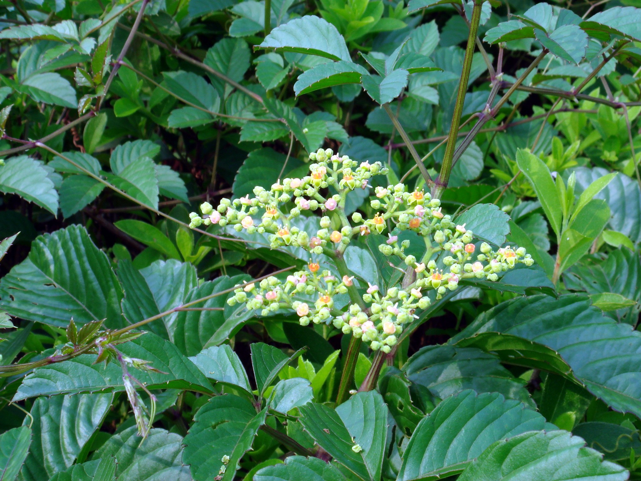 Cayratia japonica (Thunberg ex Murray) Gagnepain.