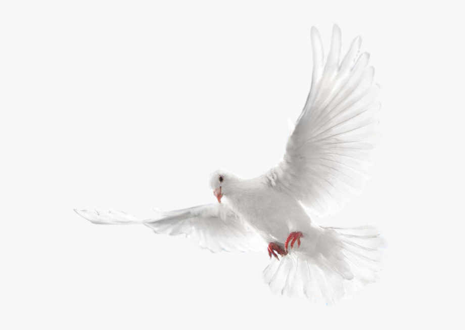White Flying Pigeon Png Image, Download Png Image With.