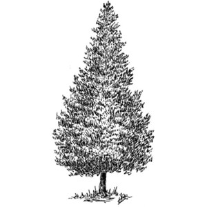 Clipart cedar tree.