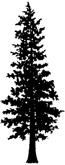 Cedar Tree Silhouette.