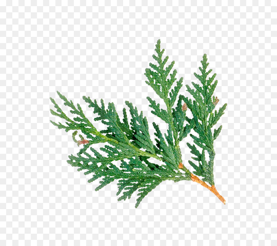 Christmas Tree Branch png download.