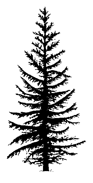 Cedar Tree Silhouette.