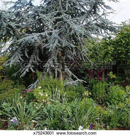 Stock Photography of Cedrus atlantica Glauca Group, (blue foliage.