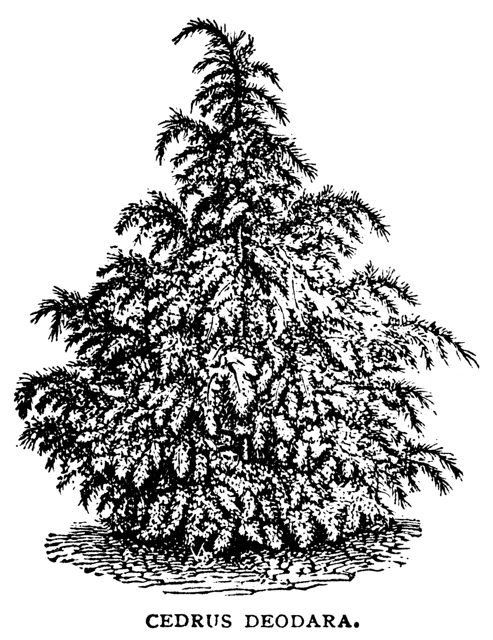 black and white graphics, botanical spruce tree illustration.