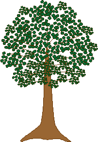 Kapok Tree.