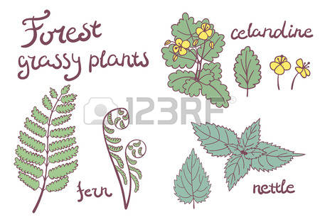 107 Celandine Cliparts, Stock Vector And Royalty Free Celandine.