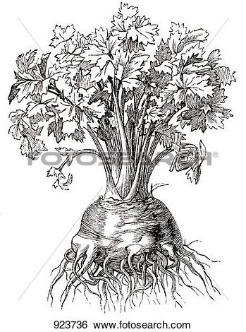 Stock Illustration of Celeriac (illustration) 923736.