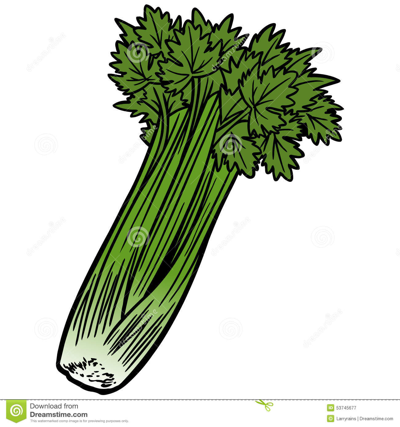 Celery Stem Stock Illustrations.