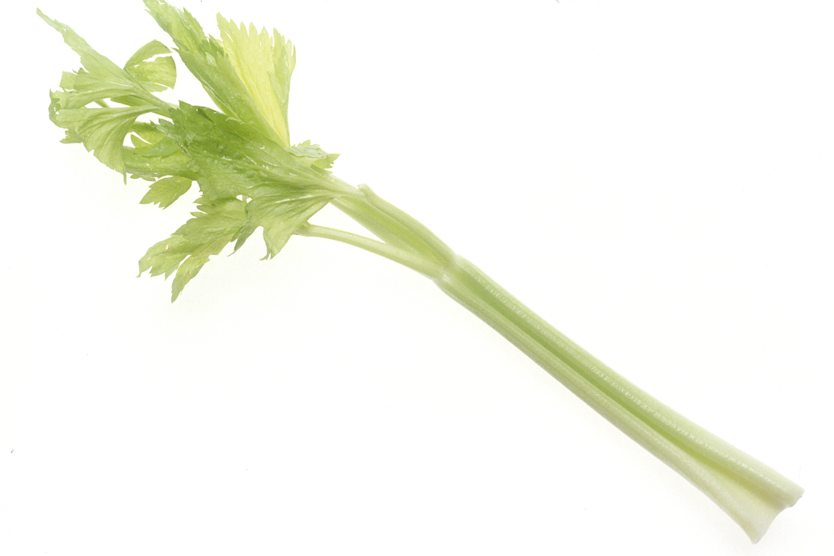 File:Celery (1).jpg.