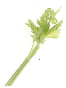 celery stalk clipart 20 free Cliparts | Download images on Clipground 2021