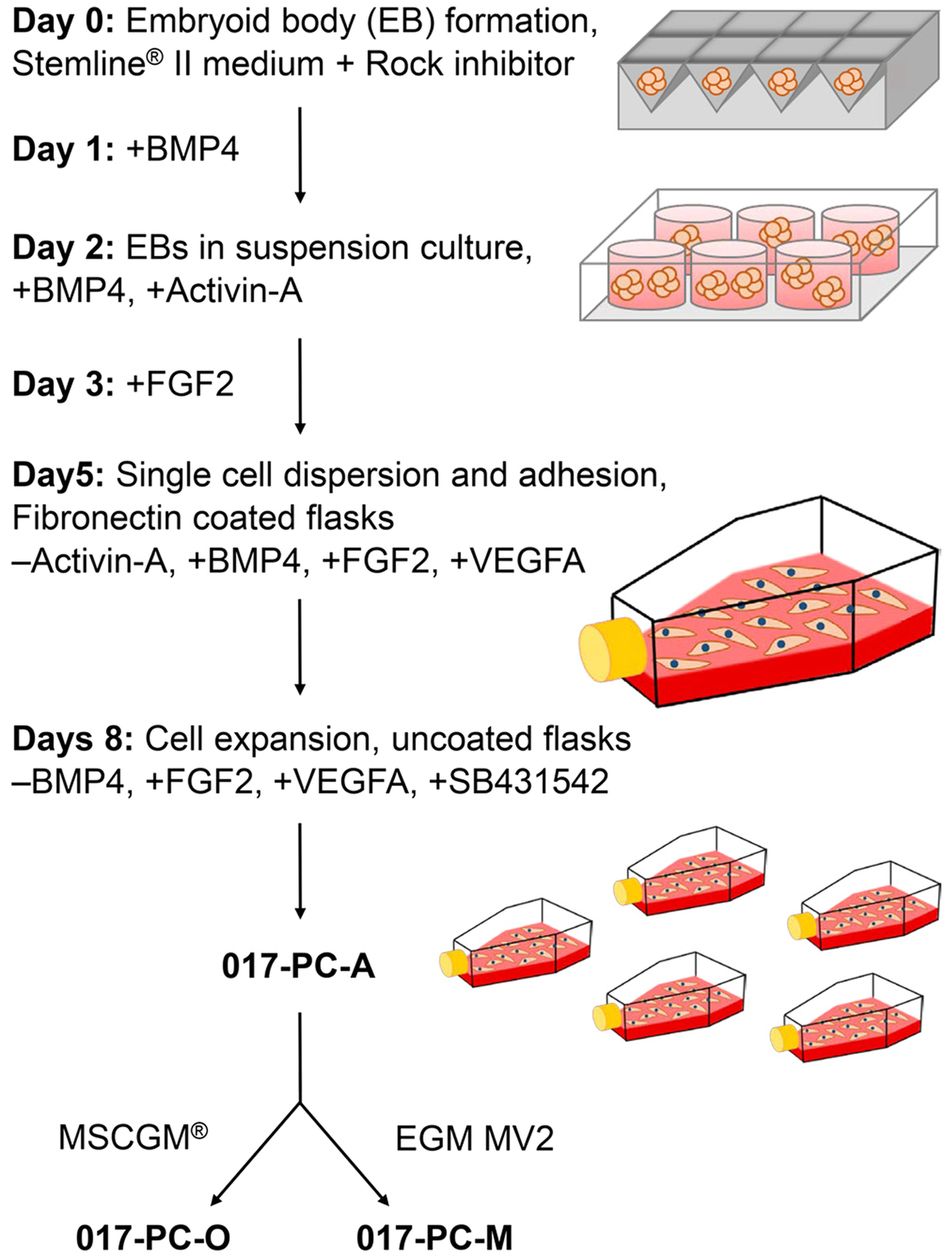 cell culture flask clipart 20 free Cliparts | Download images on