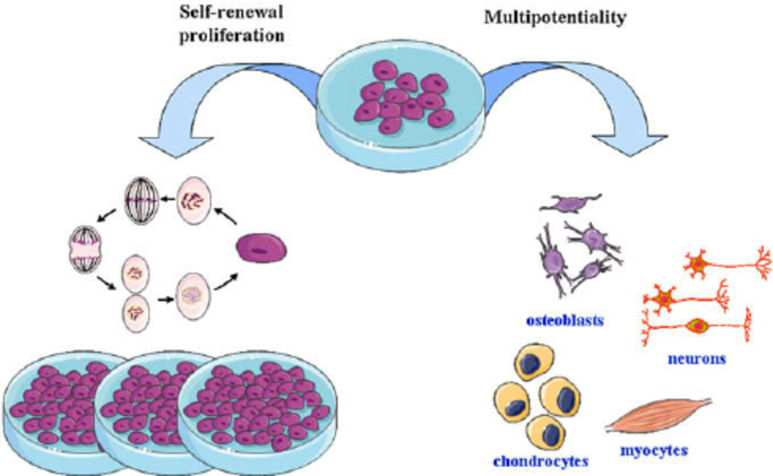 Characteristics of mesenchymal stem cells: self.