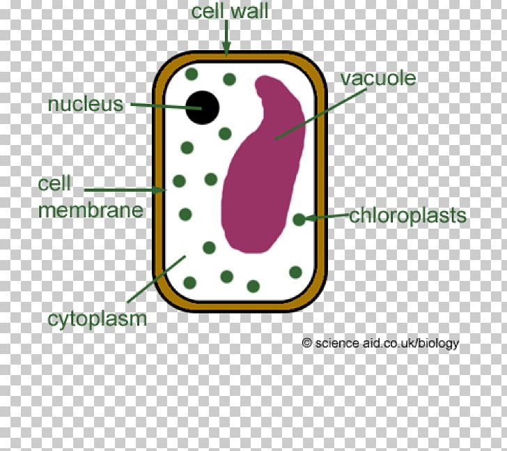 download cell wall