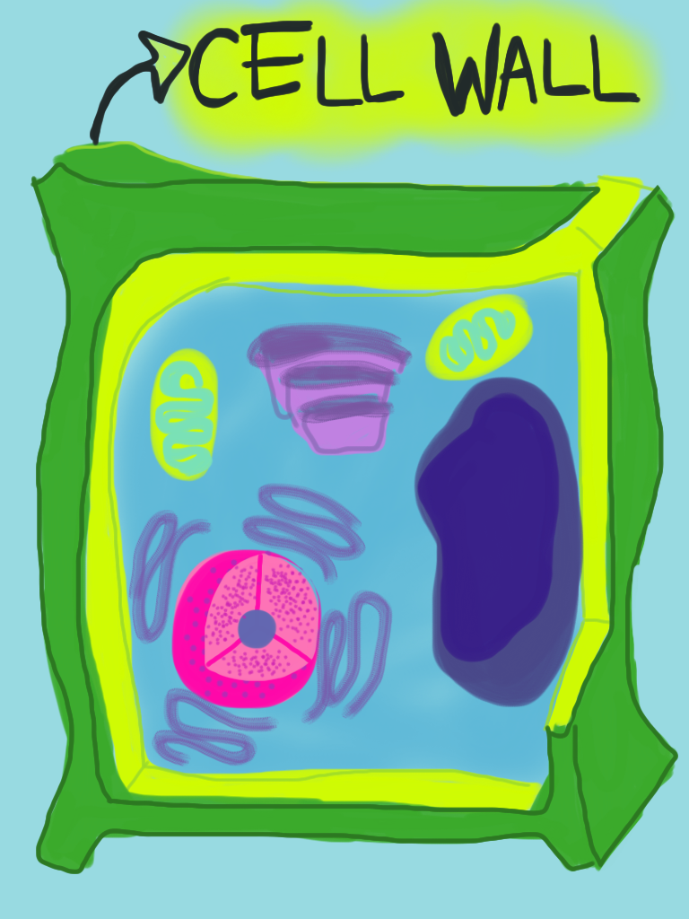 Plant Cell Wall. Cell Wall Plant Cell. Картинки Cell Wall. Plant Cell Wall, Primary, secondary.