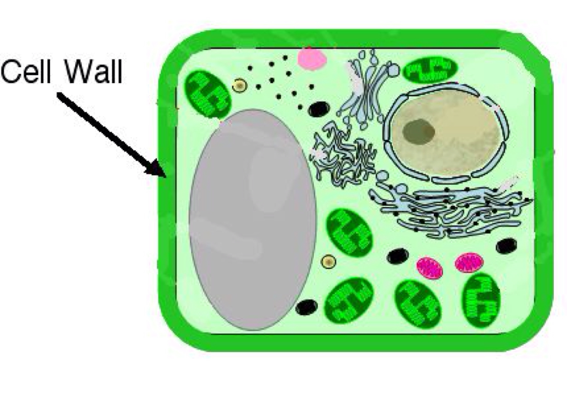 Клеточная стенка растительной клетки