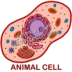 Animal Cell Clipart.