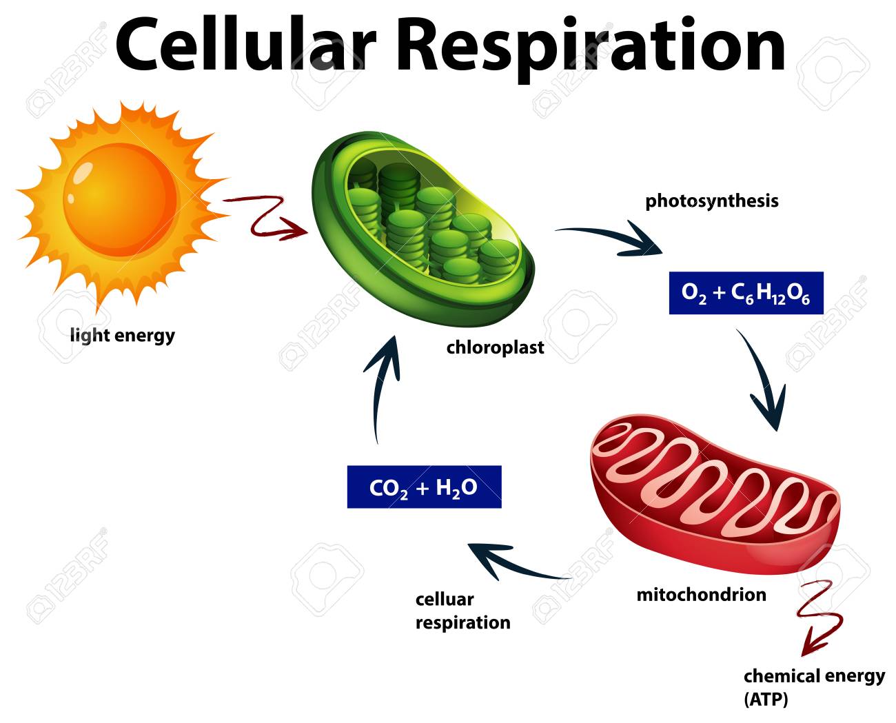 Cellular Respiration Clipart 20 Free Cliparts Download Images On