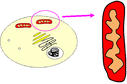 Cellular Respiration Module.