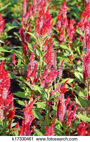 Stock Photography of Celosia, Plume celosia, Wool flower k17330461.