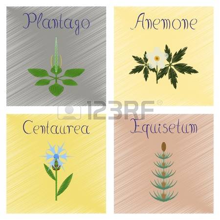 80 Centaurea Stock Illustrations, Cliparts And Royalty Free.
