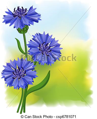 Vector Clip Art of Flowers blue cornflower (Centaurea cyanus.