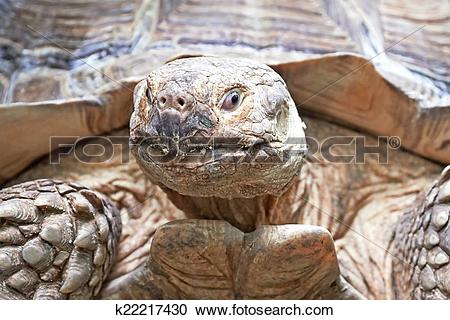 Stock Photography of African spurred tortoise (Centrochelys.
