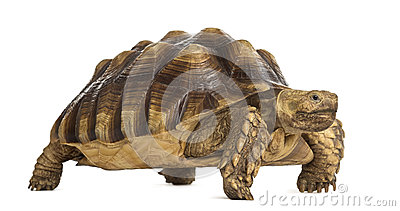 African Spurred Tortoise (Centrochelys Sulcata). Stock Photo.